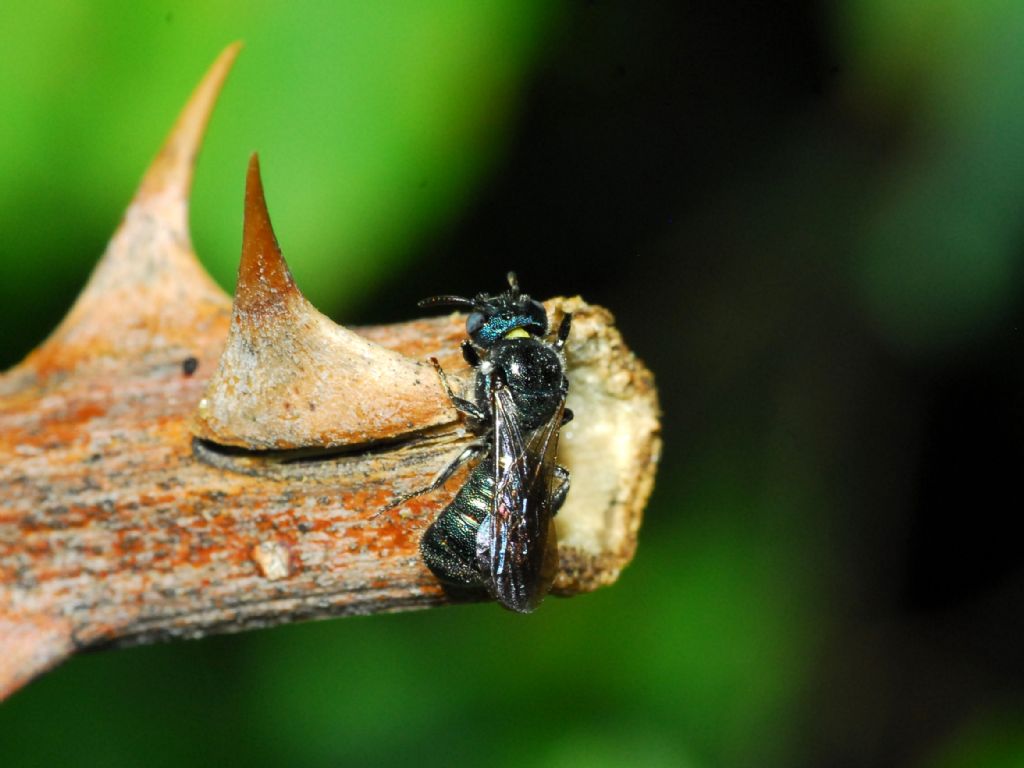 Un piccolo imenottero al nido? Apidae: Ceratina sp. (Xilocopini)